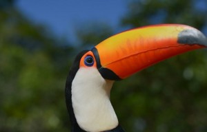 RTEmagicC_tucano.jpg