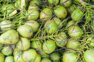 cocos-frescos-para-o-fundo_1339-7175