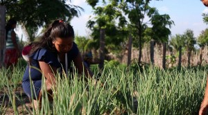 HORTAS DO VIVEIRO VIDA SOLIDÁRIA